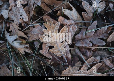 Raureif auf der pyrenäeneiche (Quercus pyrenaica) gefallene Blätter, Winterhintergrund in der Natur Stockfoto