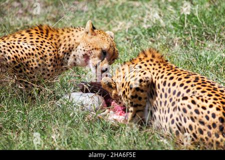 Zwei Geparden (Acinonyx jubatus), die eine Antilope im grünen Gras fressen Stockfoto