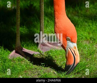 American Flamingo Nahaufnahme Fütterung Stockfoto