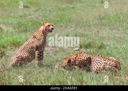 Zwei Geparden (Acinonyx jubatus), die eine Antilope im grünen Gras fressen Stockfoto