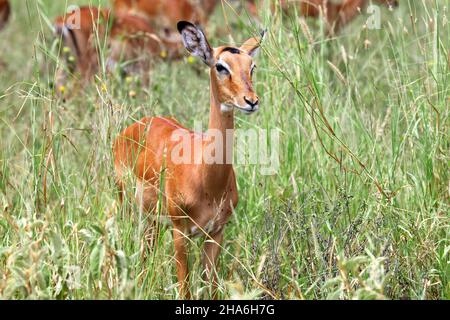 Weibliche Antilopenimpala (Aepyceros melampus), die in einem hohen Gras verweilt Stockfoto