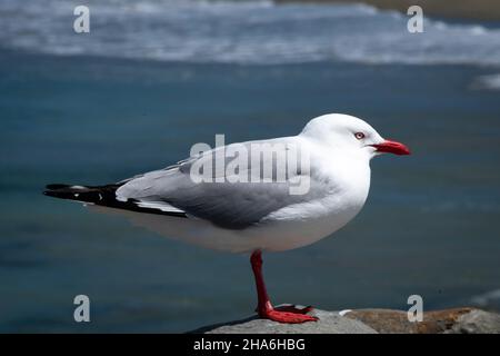 Red Billed Gull, Lyall Bay, Wellington, Nordinsel, Neuseeland Stockfoto