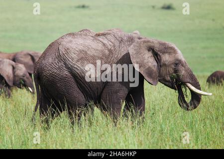 Afrikanischer Buschelefant (Loxodonta africana) in einem hohen grünen Gras Stockfoto