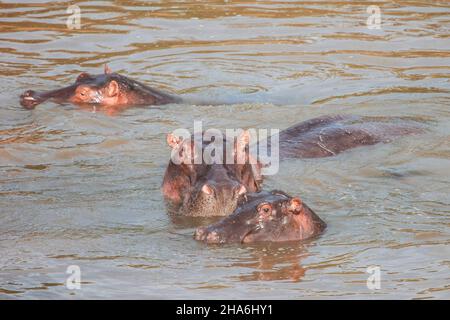 Gemeine Nilpferde (Hippopotamus amphibius) in einem Fluss Stockfoto