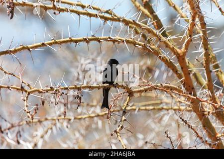 Gewöhnlicher Vierschwanzdrongo (Dicrurus ludwigii), der in einem Busch zwischen scharfen Dornen sitzt Stockfoto