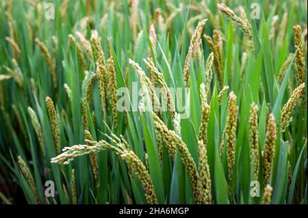 Nahaufnahme von fast reifen gelbgrünen Reisohren, die vor der Erntezeit auf einem Ackerland auf einem Reisfeld angebaut werden Stockfoto