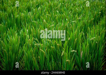 Nahaufnahme von fast reifen gelbgrünen Reisohren, die vor der Erntezeit auf einem Ackerland auf einem Reisfeld angebaut werden Stockfoto