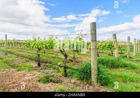 Oakover Grounds Weingut in Spring, Swan Valley, Middle Swan, Western Australia Stockfoto