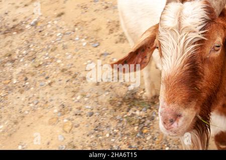 Ein Ziegenmännchen schaut neugierig auf einem trockenen Felde zur Kamera und sieht glücklich und zufrieden aus. Ein tolles Hintergrundbild Stockfoto