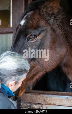 Eine reife Reiterin verbringt die letzten kostbaren Stunden, bevor ein Pferd aufgrund von schlechtem Gesundheitszustand und Alter abgesetzt wird. Stockfoto