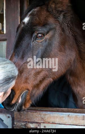 Eine reife Reiterin verbringt die letzten kostbaren Stunden, bevor ein Pferd aufgrund von schlechtem Gesundheitszustand und Alter abgesetzt wird. Stockfoto