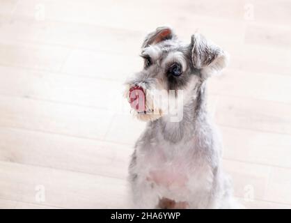 Miniatur-Schnauzer ragt im Raum aus seiner Zunge. Stockfoto