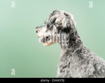 Miniatur-Schnauzer mit Oberkörper auf grünem Hintergrund. Nach dem Schneiden der Haare. Haustier, Hund. Stockfoto