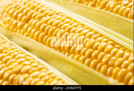Nahaufnahme eines reifen Maiskorns. Natürliches Muster von gelben Samen. Stockfoto