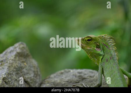 Eine Mähnenwaldeidechse, die auf dem Felsen steht. Bronchocela jubata. Stockfoto