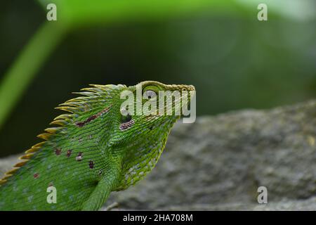 Eine Mähnenwaldeidechse, die auf dem Felsen steht. Bronchocela jubata. Stockfoto