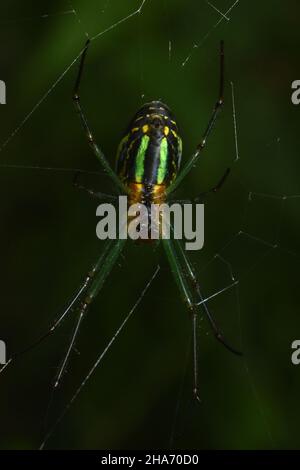 Nahaufnahme der Orchideenspinne zeigt grünes Muster auf dem Bauch. Leucauge venusta. Stockfoto