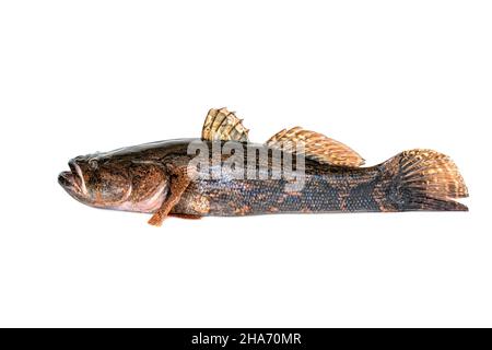 Bild von frischem Stachelfisch auf weißem Hintergrund. Wassertiere. Stockfoto