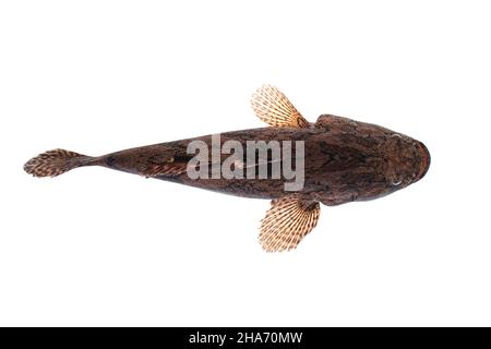 Bild von frischem Stachelfisch auf weißem Hintergrund. Wassertiere. Stockfoto