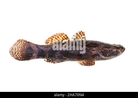 Bild von frischem Stachelfisch auf weißem Hintergrund. Wassertiere. Stockfoto