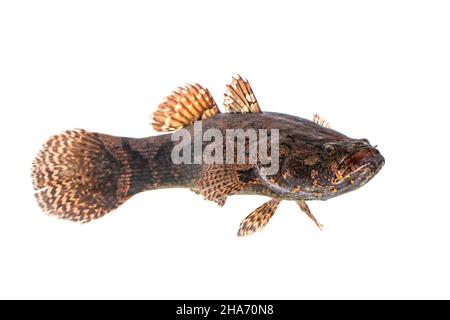 Bild von frischem Stachelfisch auf weißem Hintergrund. Wassertiere. Stockfoto