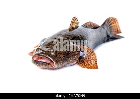 Bild von frischem Stachelfisch auf weißem Hintergrund. Wassertiere. Stockfoto