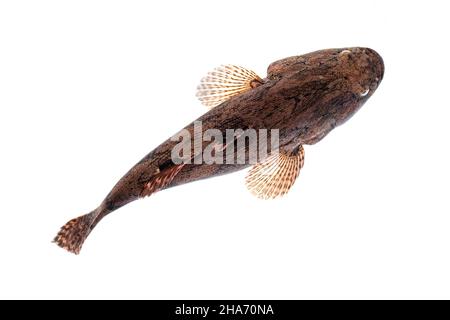 Bild von frischem Stachelfisch auf weißem Hintergrund. Wassertiere. Stockfoto