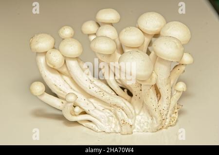 Weißer Buchenpilz, Buna-Shimeji, Shimeji, Buchenrasling (Hypsizygus tesulatus) Stockfoto