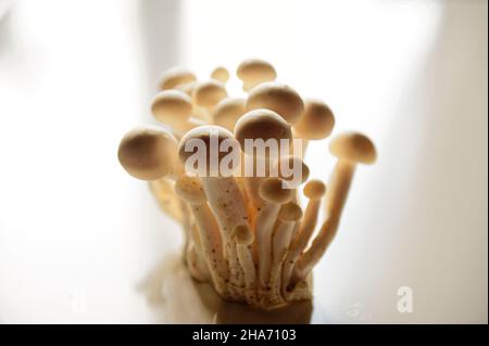 Weißer Buchenpilz, Buna-Shimeji, Shimeji, Buchenrasling (Hypsizygus tesulatus) Stockfoto