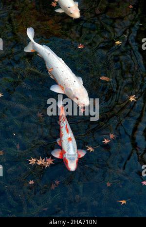 Japanische Nishikigoi und Herbstblätter. Japanisches Bild Stockfoto