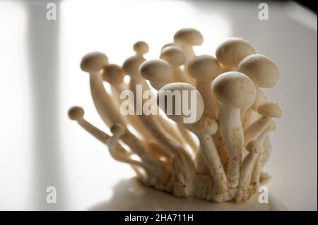 Weißer Buchenpilz, Buna-Shimeji, Shimeji, Buchenrasling (Hypsizygus tesulatus) Stockfoto