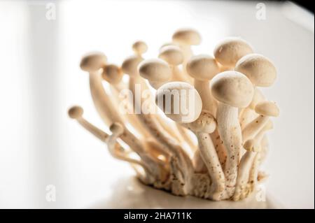 Weißer Buchenpilz, Buna-Shimeji, Shimeji, Buchenrasling (Hypsizygus tesulatus) Stockfoto