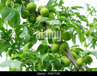 Unreife japanische Aprikosenfrucht auf einem Pflaumenbaum. Stockfoto