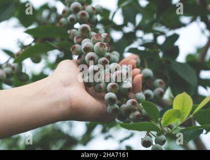 Nahaufnahme der Hand einer Frau auf Heidelbeeren auf einem Baum. Foto im Freien, Hof Stockfoto