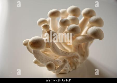 Weißer Buchenpilz, Buna-Shimeji, Shimeji, Buchenrasling (Hypsizygus tesulatus) Stockfoto