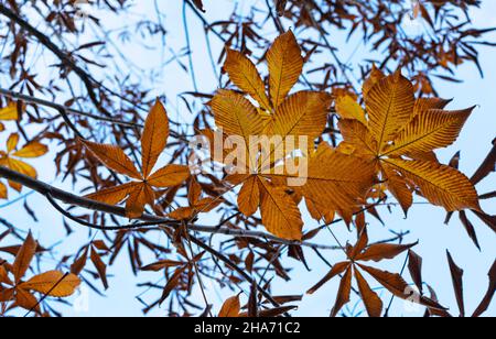 Japanische Rosskastanienblätter und der Himmel. Herbstlaub Bild Stockfoto