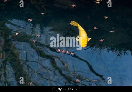 Japanische Nishikigoi und Herbstblätter. Japanisches Bild Stockfoto