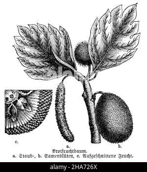 Brotfrucht , Artocarpus altilis SYN. Artocarpus communis, Artocarpus incisus, (Biologie-Buch, 1898) Stockfoto