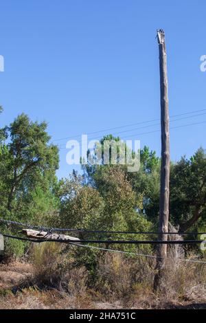 Holzmast von oben durch Wind und Insekten hochgezogen. Oberer Pol durch Draht nahe an Masse aufgehängt Stockfoto