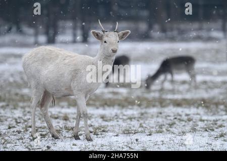 Waldhirsche grasen auf einer verschneiten Wiese. Stockfoto