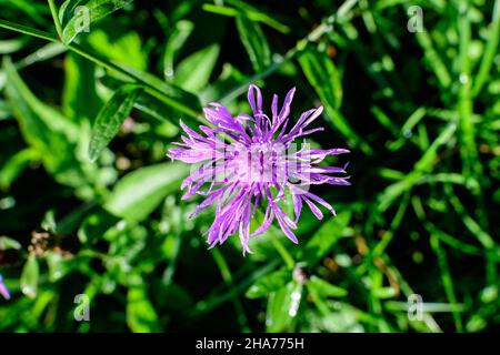 Kleine blaue Blume von Centaurea montana, allgemein bekannt als mehrjährige Kornblume, Bergkornblume, Junggesellenblatte, Bergkrautkraut oder Berg b Stockfoto