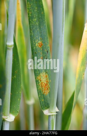 Stängel-Rost, auch bekannt als Getreiderust, schwarzer Rost, roter Rost oder roter Staub, wird durch den Pilz Puccinia graminis verursacht. Stockfoto