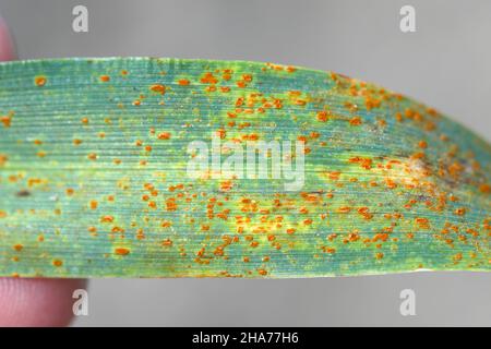 Stängel-Rost, auch bekannt als Getreiderust, schwarzer Rost, roter Rost oder roter Staub, wird durch den Pilz Puccinia graminis verursacht. Stockfoto