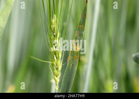 Stängel-Rost, auch bekannt als Getreiderust, schwarzer Rost, roter Rost oder roter Staub, wird durch den Pilz Puccinia graminis verursacht. Stockfoto