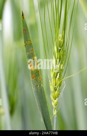 Stängel-Rost, auch bekannt als Getreiderust, schwarzer Rost, roter Rost oder roter Staub, wird durch den Pilz Puccinia graminis verursacht. Stockfoto