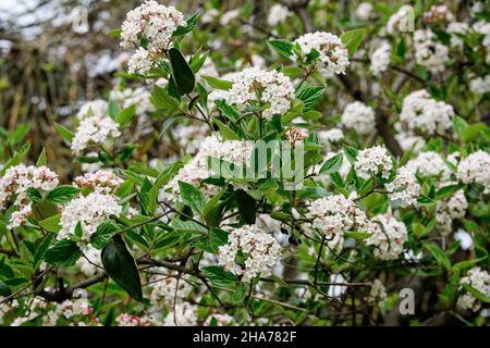 Strauch mit vielen zarten weißen Blüten der Viburnum carlesii-Pflanze, die allgemein als arrowwood oder koreanisches Gewürz Viburnum bekannt ist, in einem Garten in einem sonnigen Frühling Stockfoto