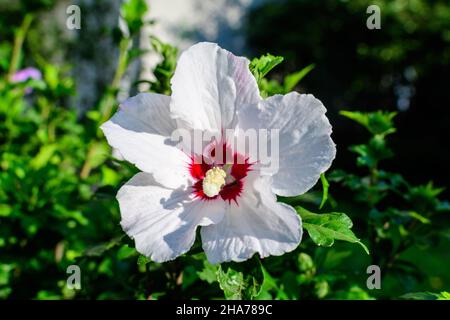 Weiße zarte Blume des Cornus kousa-Baumes, allgemein bekannt als ousa, kousa, chinesisches, koreanisches und japanisches Dogwood, und grüne Blätter in einem Garten in der Sonne Stockfoto