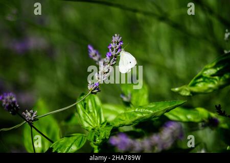 Ein kleiner Schmetterling auf blauem Lavendel blüht an einem sonnigen Sommertag in Schottland, Großbritannien, mit selektivem Fokus, schöner Blumenhinterflur im Freien Stockfoto