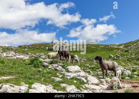 Zwei junge weibliche Schafe mit ihren neugeborenen Kälbern auf einer Weide in den italienischen Alpen Stockfoto