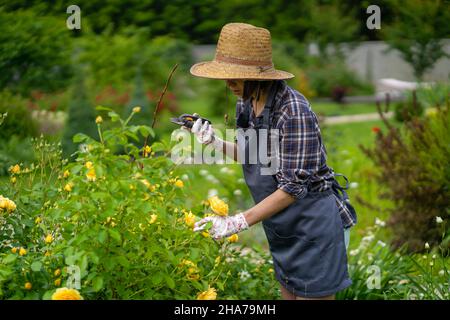 Gärtner schneidet einen Zweig eines Busches mit gelben Rosen. Stockfoto